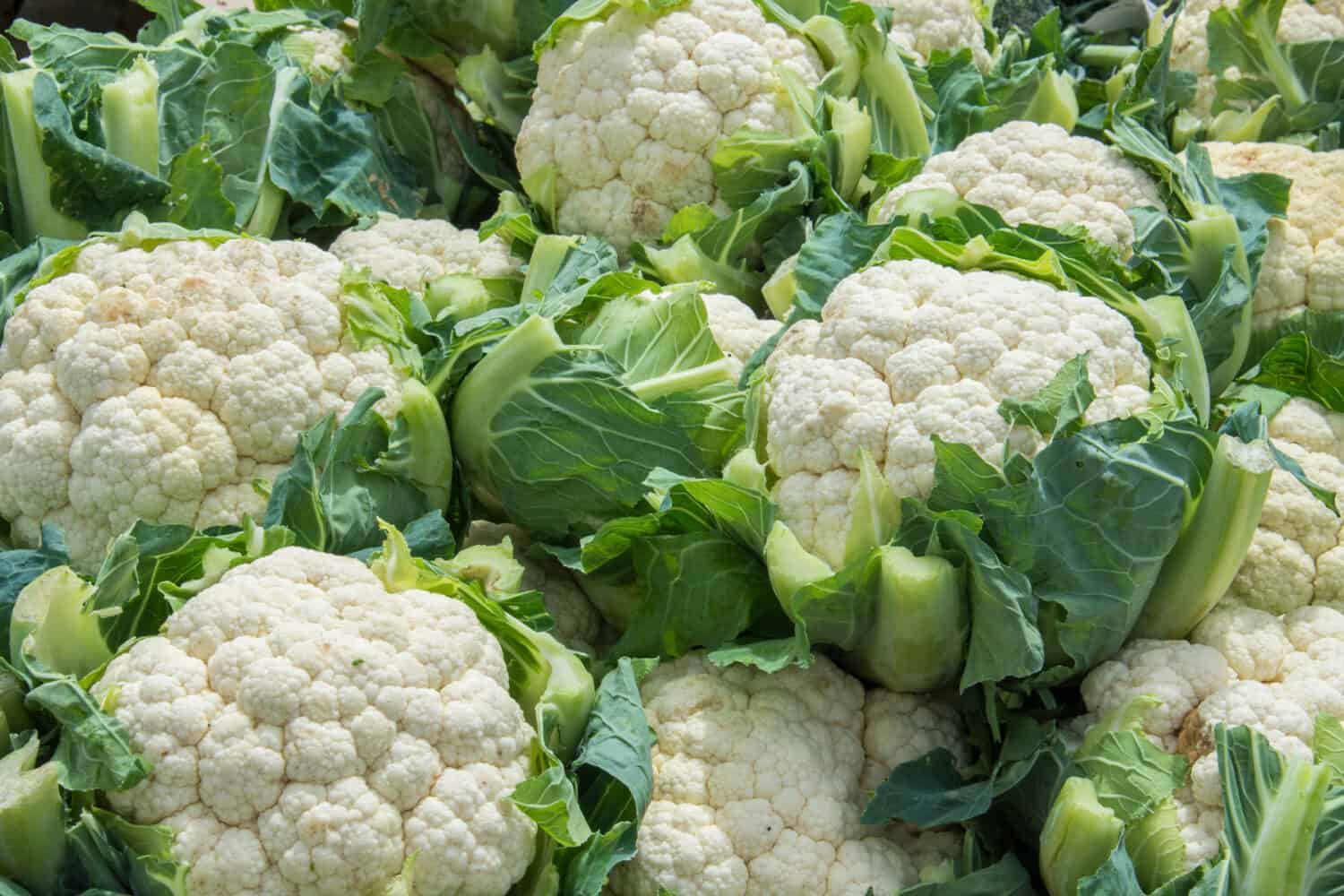 Group of cauliflowers with green leaves