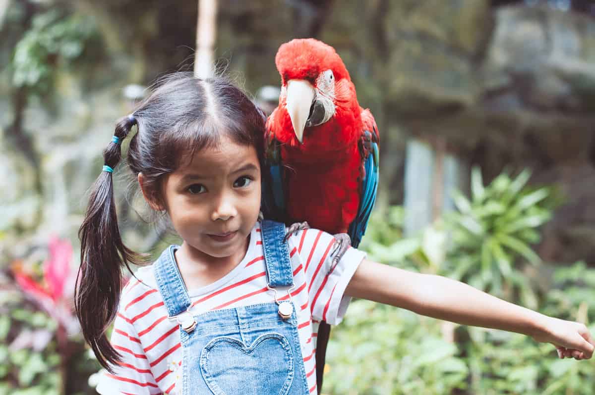 Cute asian child girl with beautiful macaw parrot in her shoulder in the zoo