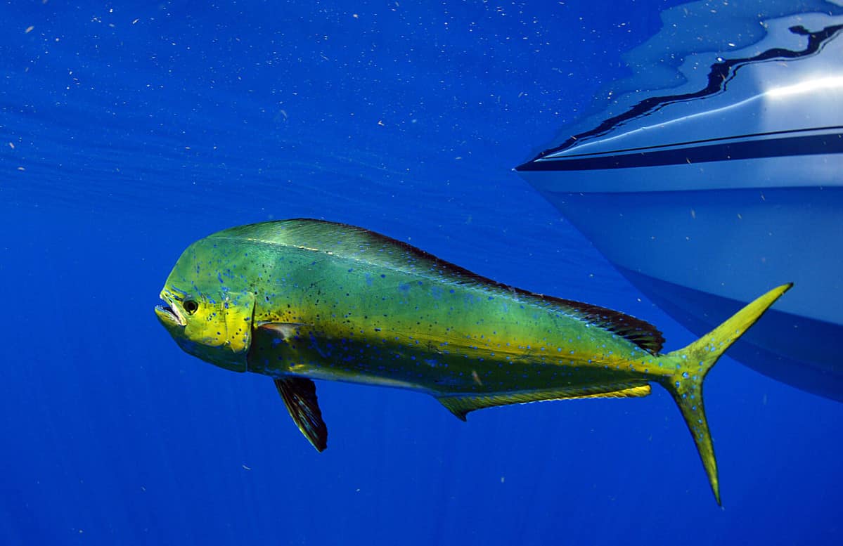 Dorado dolphin fish also known as mahi-mahi or Coryphaena Hippurusl