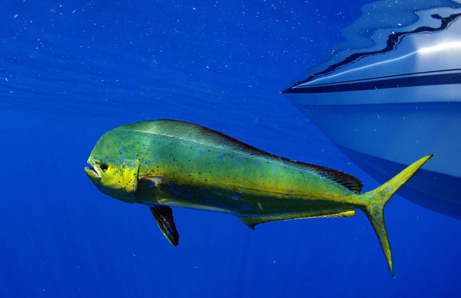 Mahi Mahi vs. Salmon What You Should Know About Them