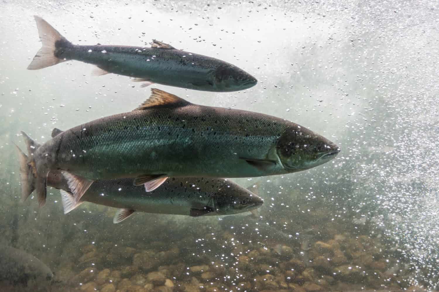 Salmon swimming against river current. Norway, Europe. Stavanger region, Rogaland, Ryfylke scenic route. Salmon in these rivers is a very significant part of the worldwide stock of Atlantic salmon.