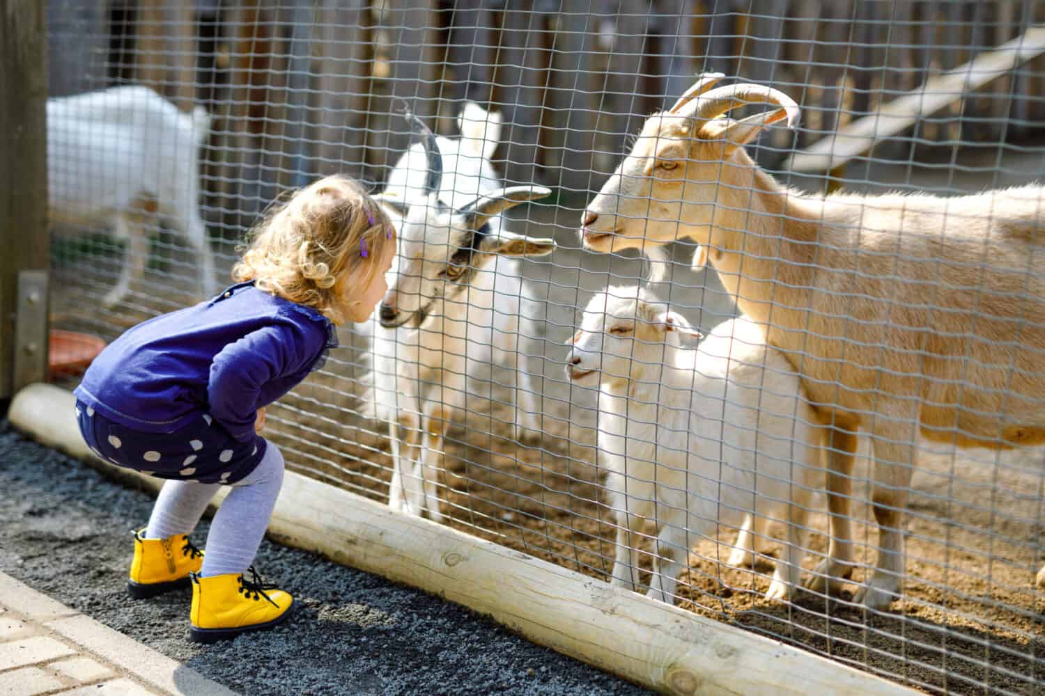 Adorable cute toddler girl feeding little goats and sheeps on a kids farm. Beautiful baby child petting animals in the zoo. Excited and happy girl on family weekend.