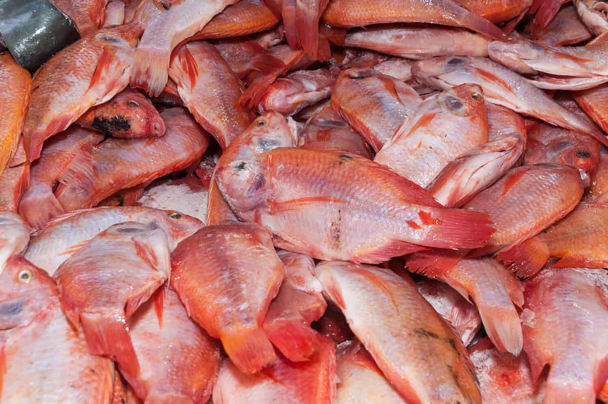 Fish, red tilapia or red mojarra (Oreochromis).
