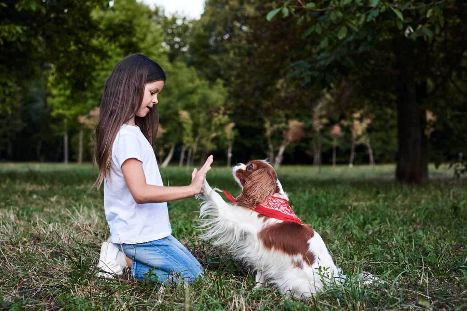 Small brunette girl with Cavalier king charles spaniel, training in park in summer. Girl, wearing blue jeans and white t-shirt, playing with little dog.