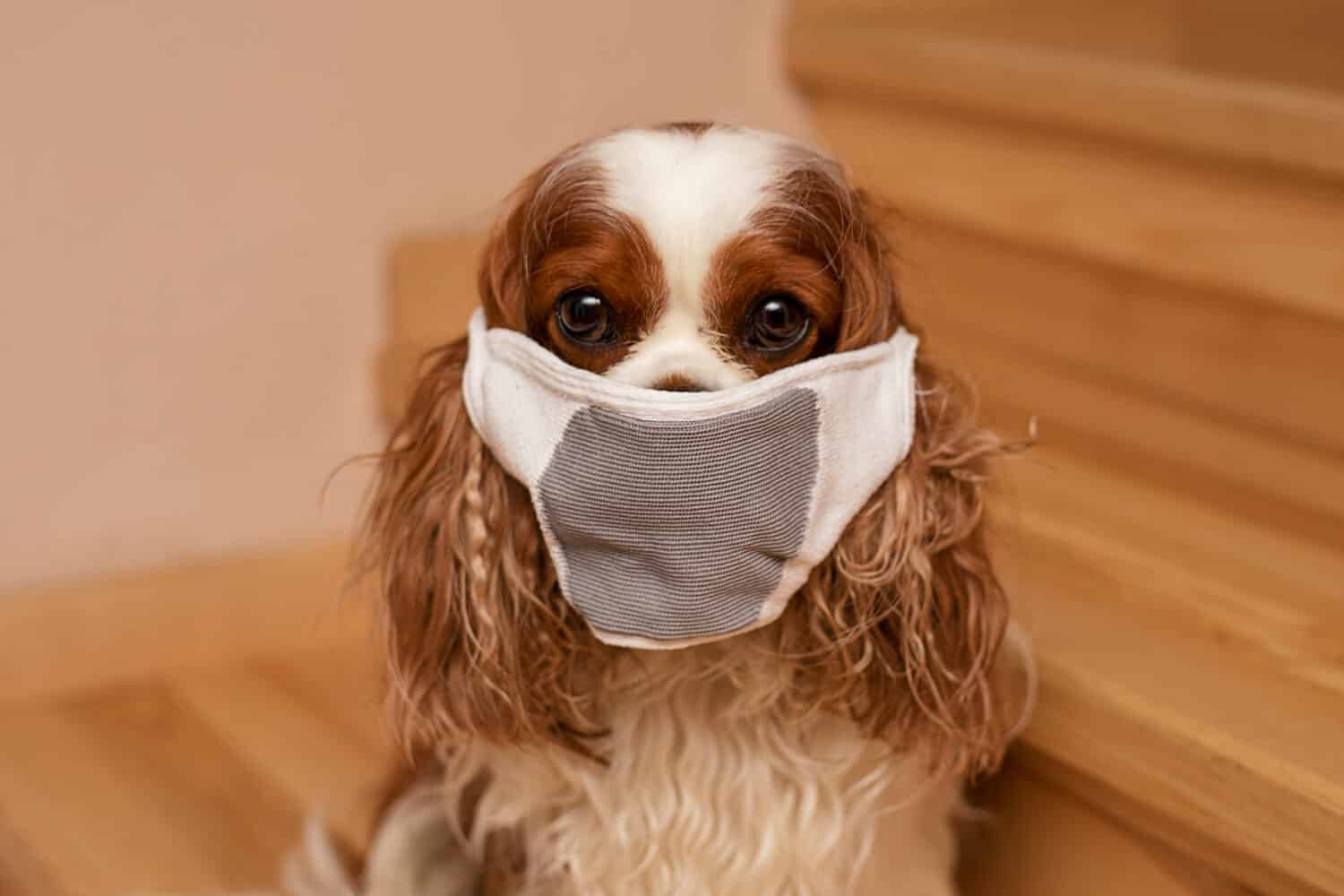 Pet dog sits in a mask and looks at the camera on the stairs in home. Cavalier King Charles Spaniel. Close-up photo. The safety of family members, covid-19. Autumn winter is season of colds. Take care