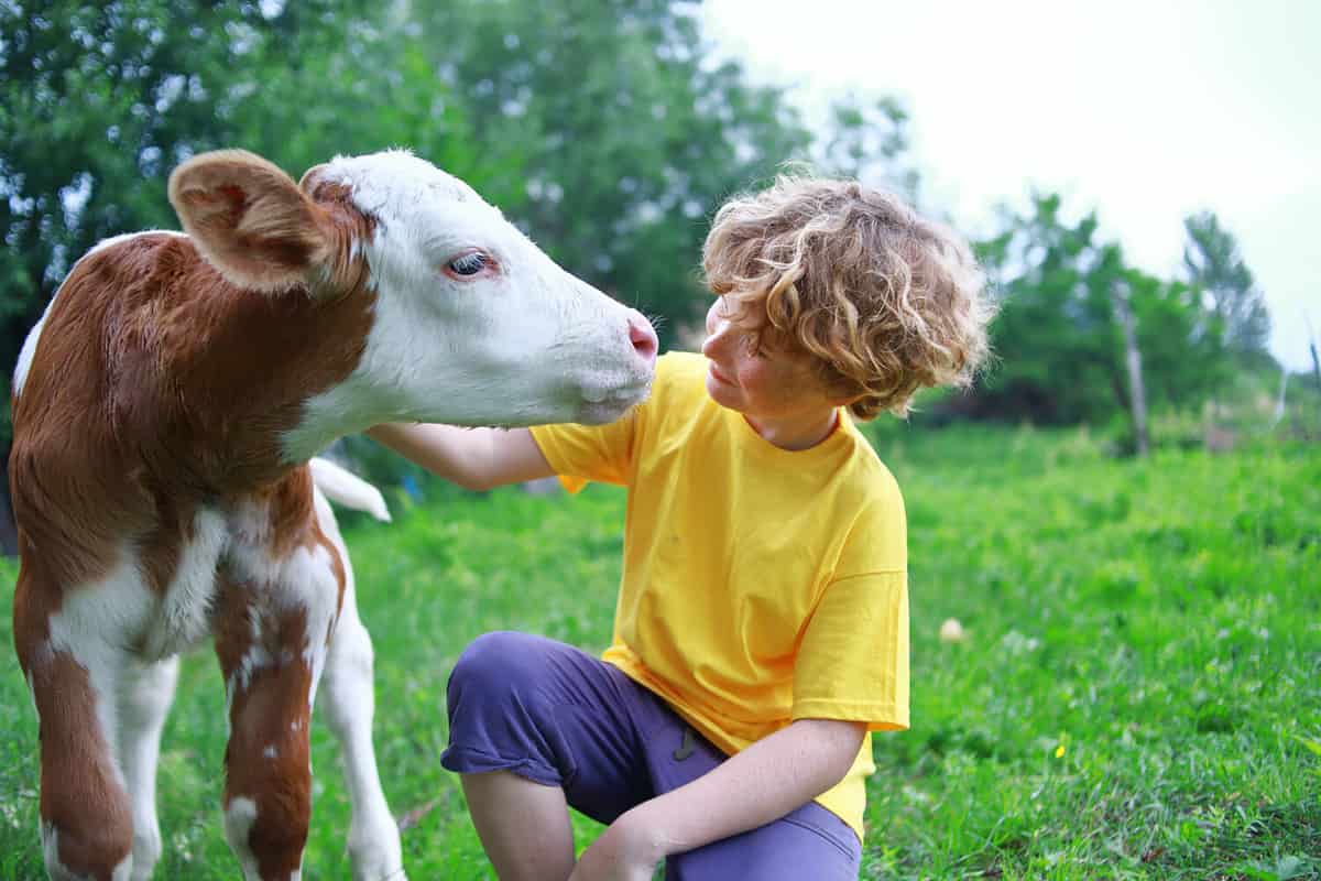 Boy and calf on the field. Kid teenager and cow. Curly hair, brown bull, white caucasian face, spring summer morning, green background. Boy farmer rancher and bull.