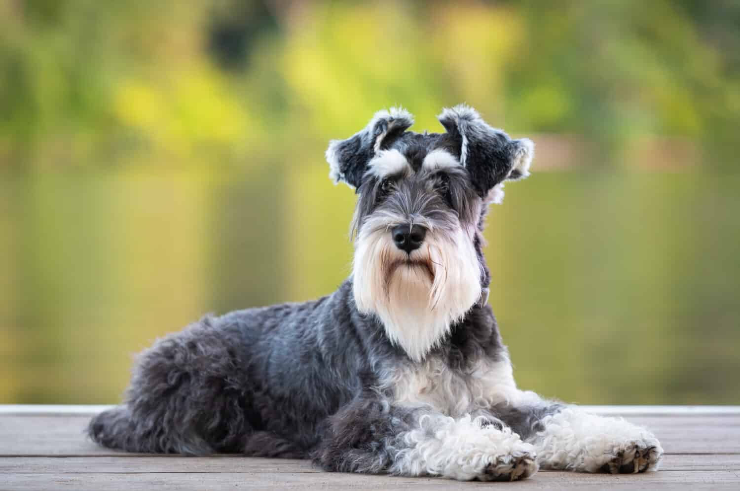 Dog laying on pier of river, green background. Mini schnauzer pup, salt and pepper; black and white obedient dog. He has a long beard and striking eyebrows. 