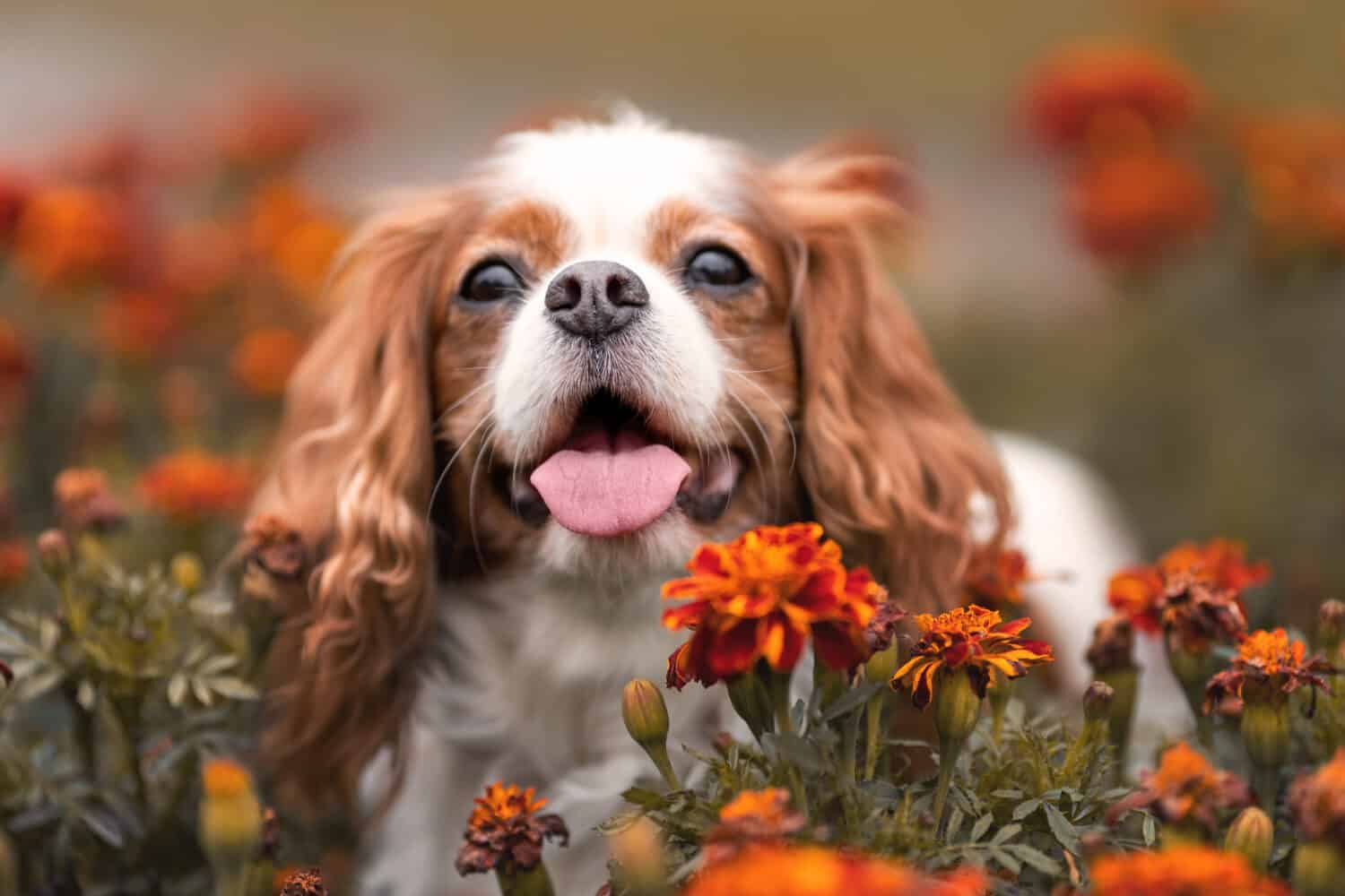 Cute cavalier king charles dog with tongue out among orange flowers. Close up pet portrait 