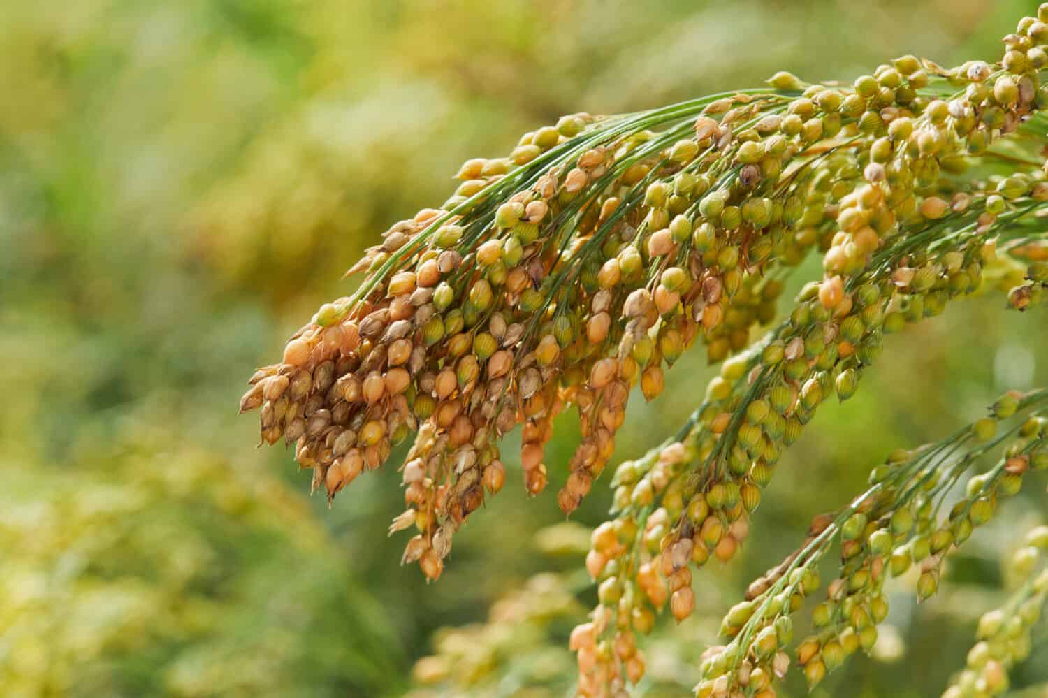 With its nutty flavor and versatility, Millet is a great addition to any meal
