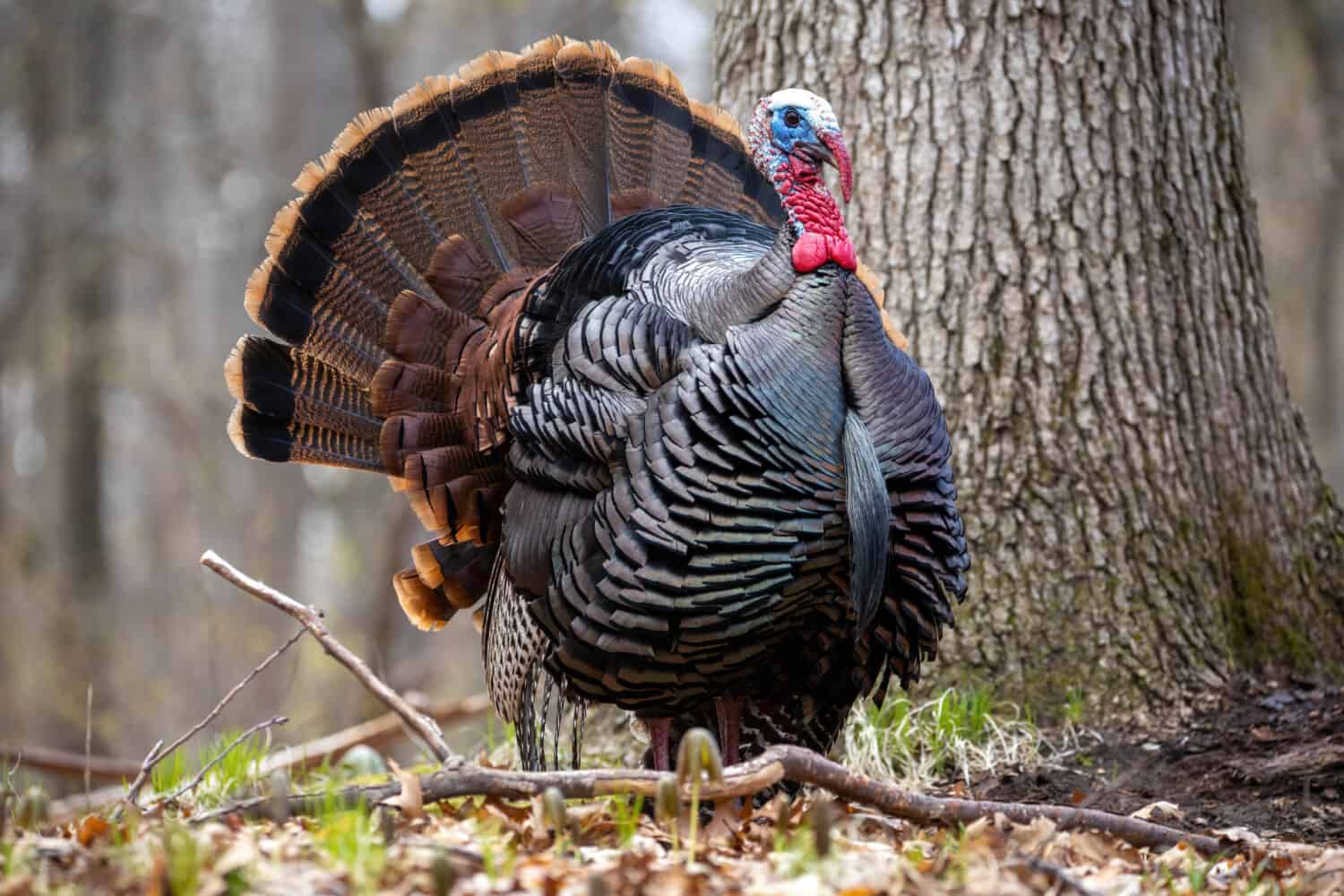 Turkey in Michigan forest, Michigan wildlife 