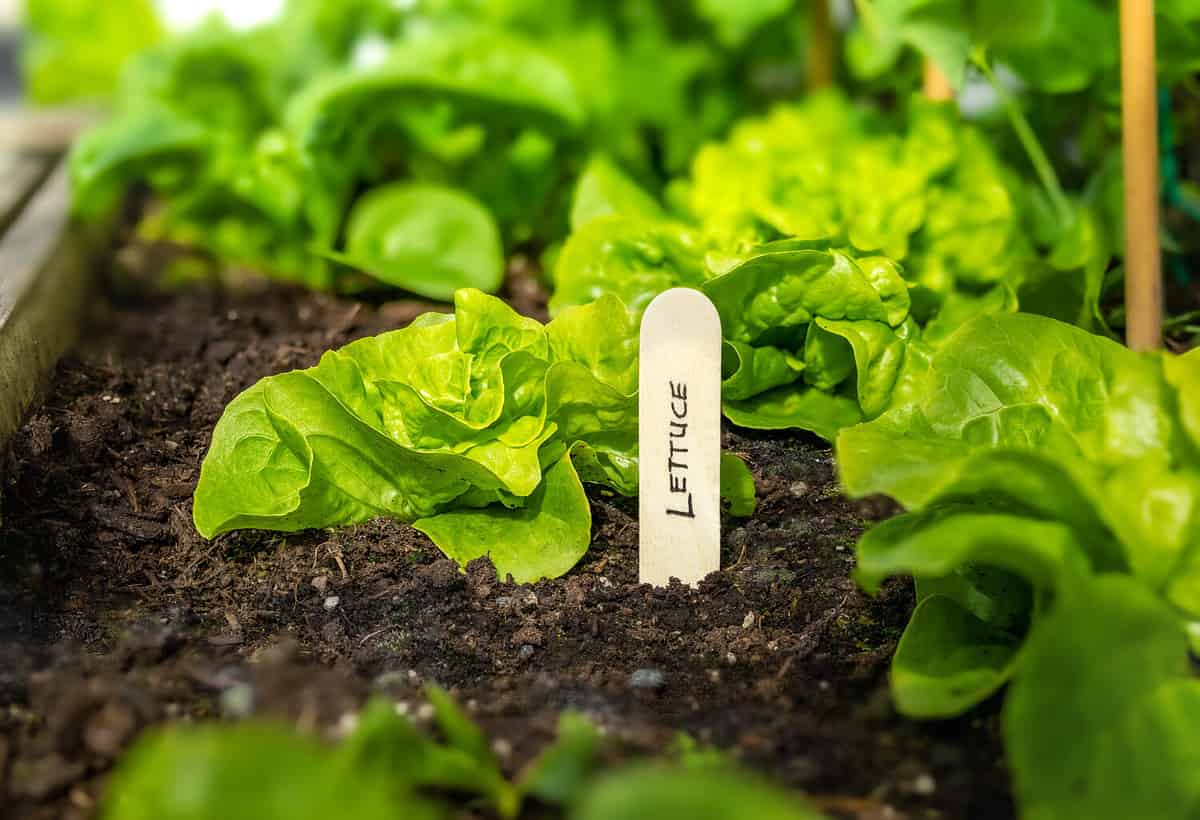 romaine vs iceberg lettuce