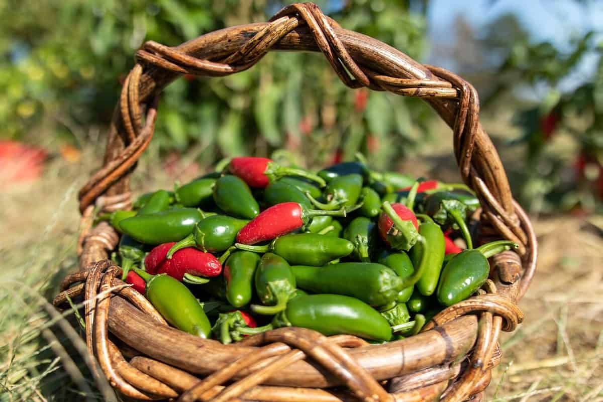 A mix of red and green Jalapeno peppers from Harvest of the vegetable garden on the farm. Stored in Rustic Woven Basket.