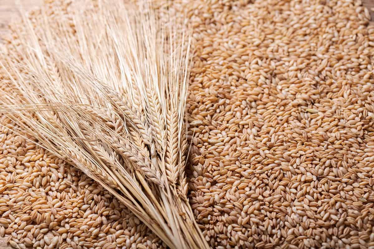 A picture of a barley, with sheaves of grain