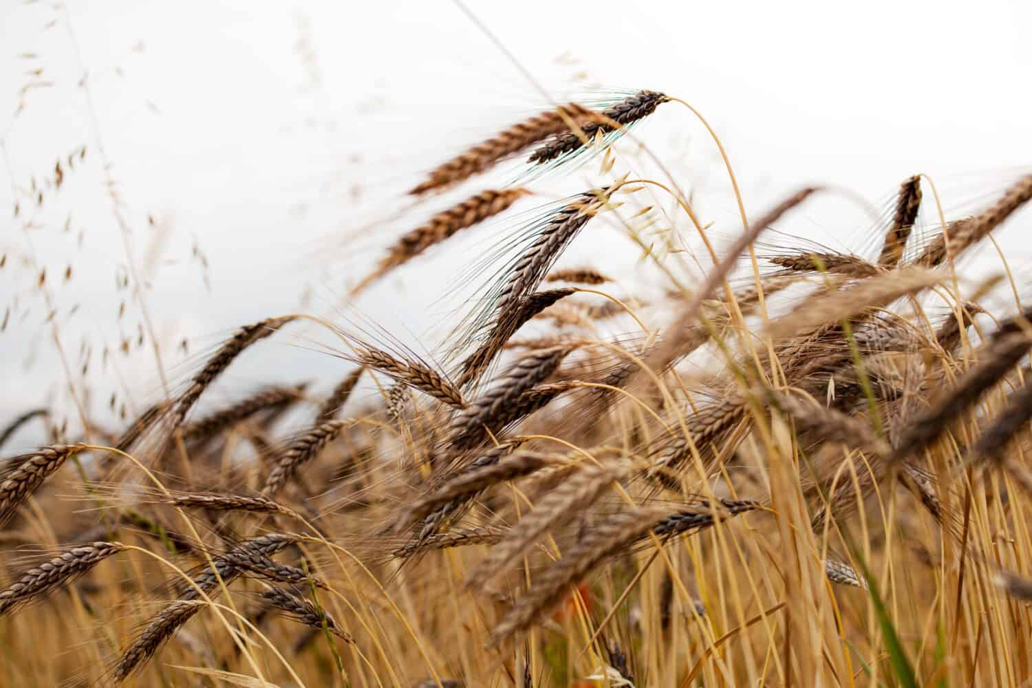 Spikes of black emmer wheat, ancient Egyptian grain growing. Black Emmer Wheat (Triticum dicoccon var. atratum) wheat field and sky. ancient Egyptian grain, also known Farro