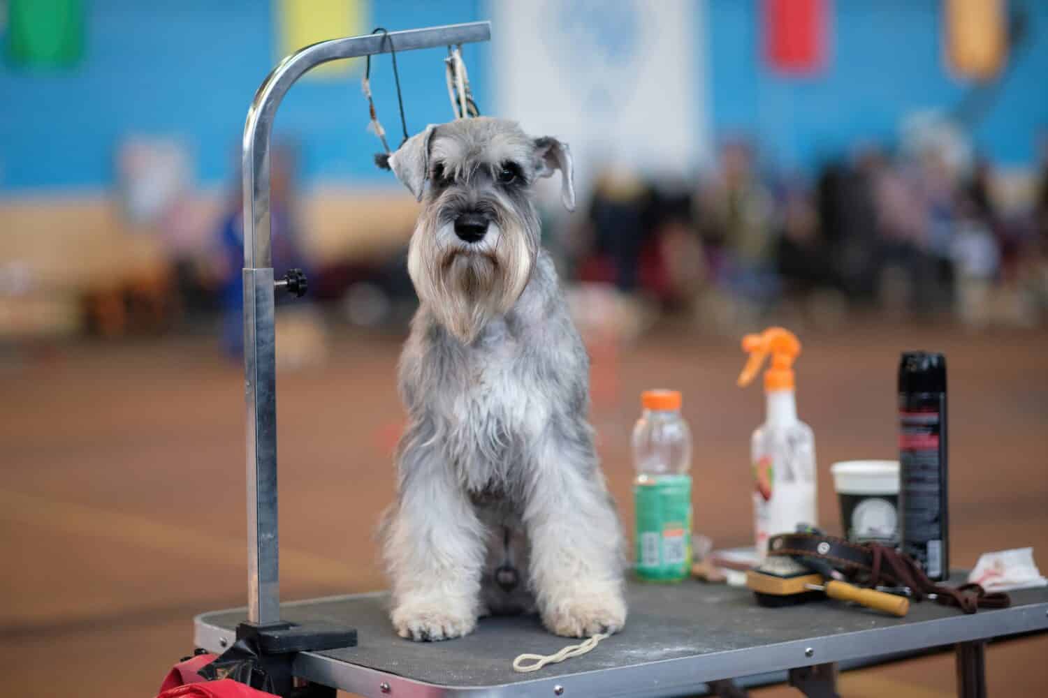 A miniature schnauzer on a dog grooming table next to cosmetics and grooming tools is out of focus.