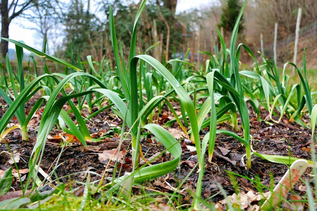 Softneck garlic bulbs planted in Autumn showing growth over the winter period