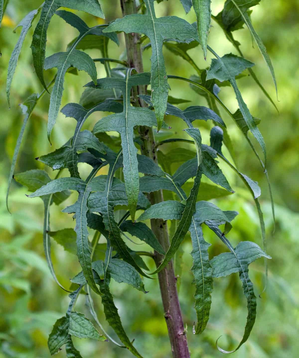 Alabama Wild Lettuce - Lactuca canadensis