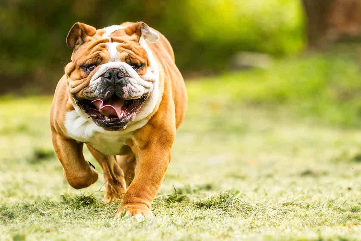Purebred English Bulldog Moving Toward The Camera Wrinkled Face Close Up