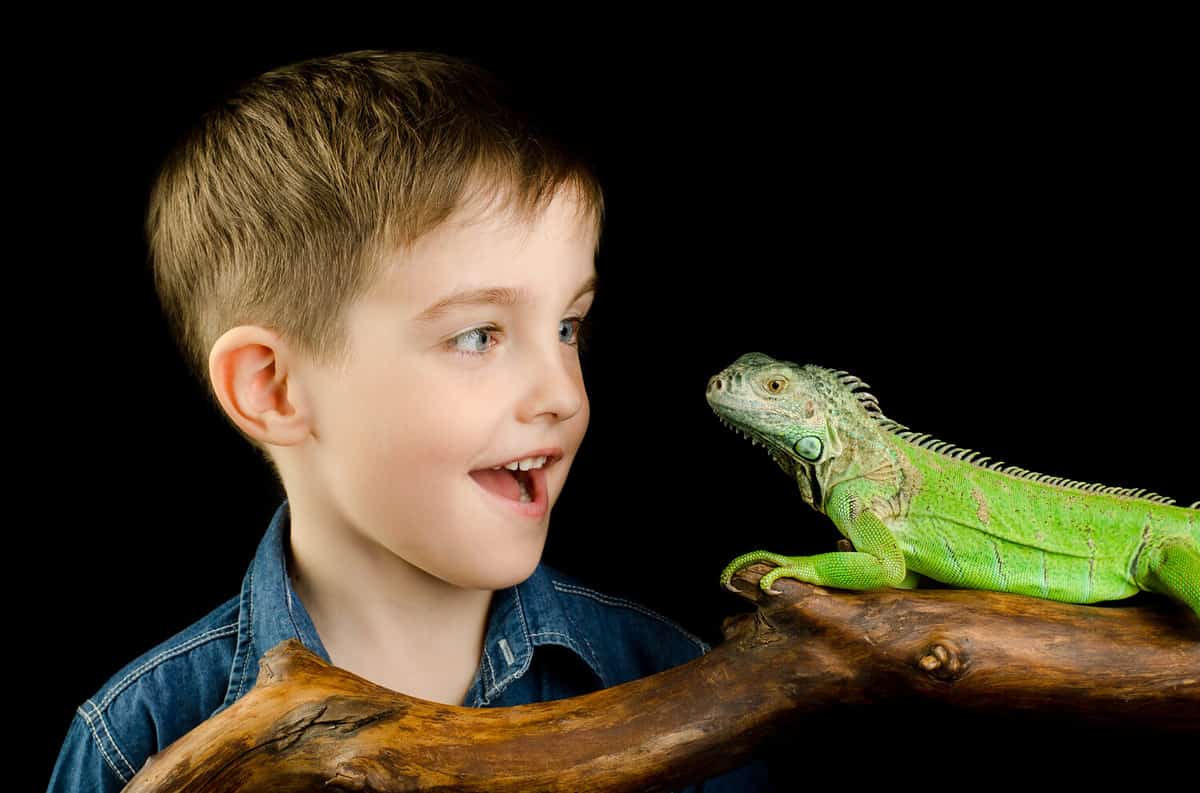 Happy kid and green iguana