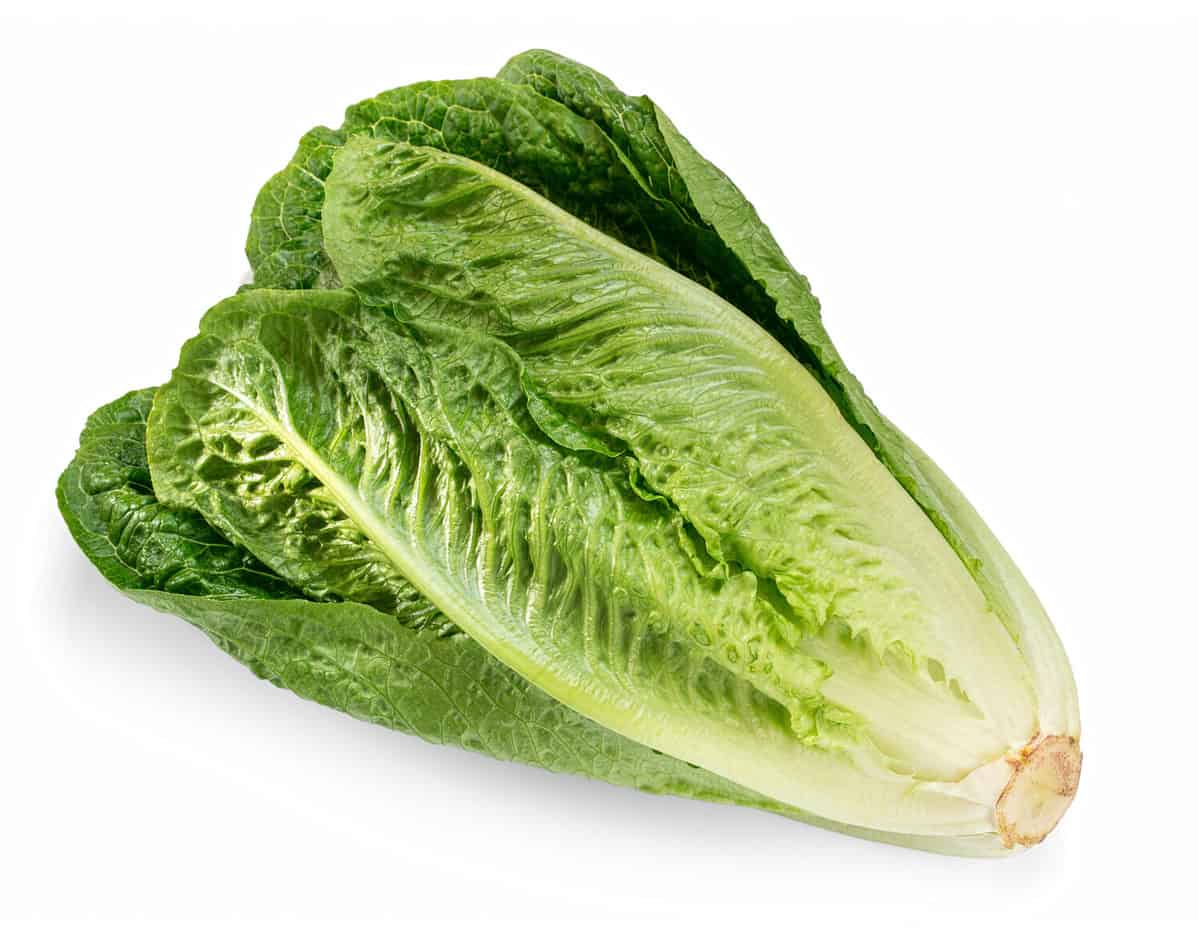 Fresh green Romaine Lettuce (Lactuca sativa), isolated on the white background with light shadow
