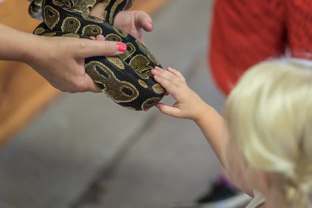 zoo volunteer showing a snake to a child and letting her touch the snake