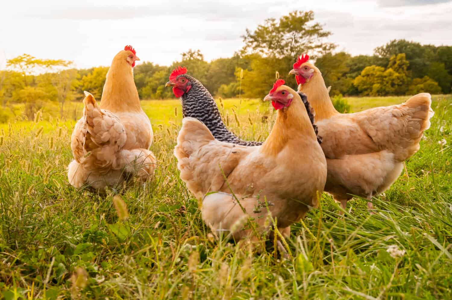  a chicken sunset