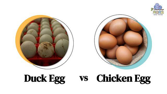 Duck Egg vs Chicken Egg Differences