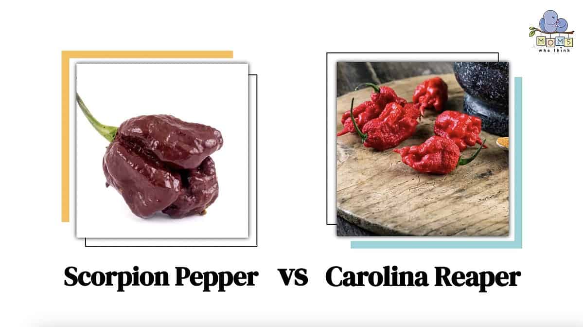Scorpion Pepper vs. Carolina Reaper