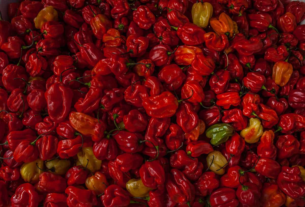 Chili scorpion Trinidad moruga red hot, prepared from the garden to sell in the market