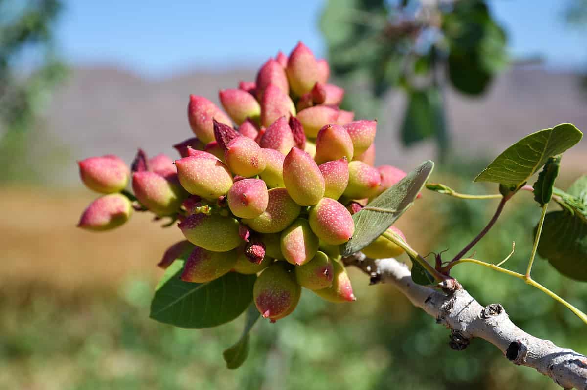 Pistachios on a tree branch in the Kharanagh region of Iran