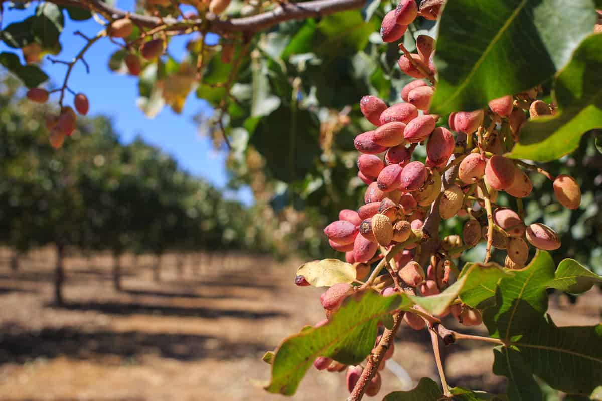 original look of the natural pistachio in the set, raw straw stick cluster bunch