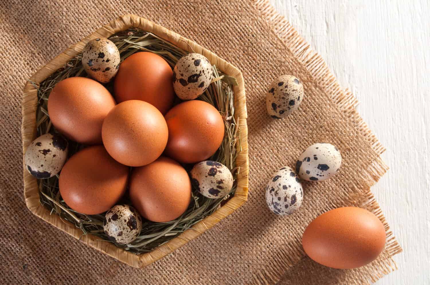 Some brown chicken eggs and several small motley quail eggs on straw in wicker basket and three quail eggs and one chicken egg on sackcloth. All this on white wooden table.