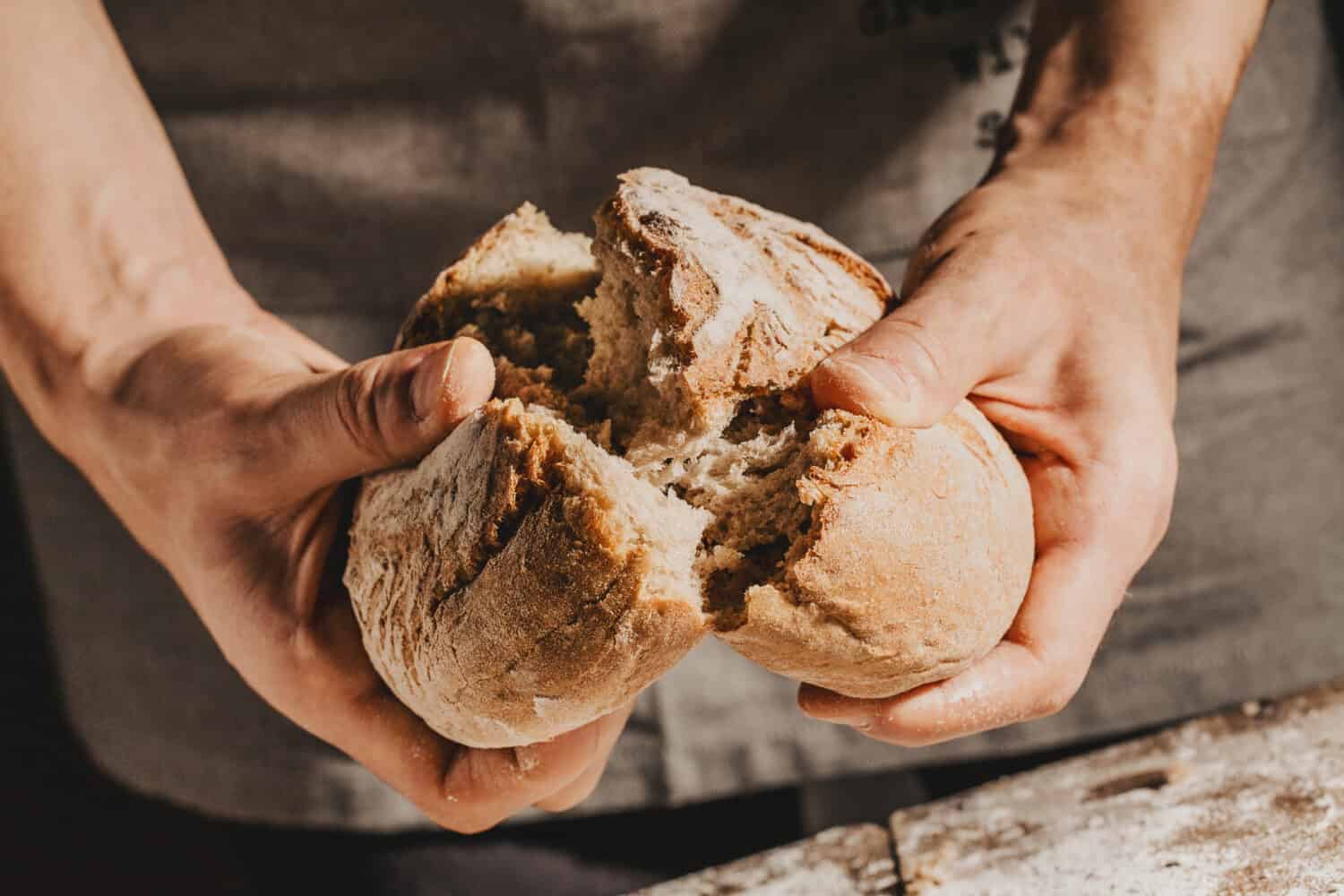 Baker or cooking chef holding fresh baked bread and breaking it in hands. Concept of cooking, successful businessman or start up. Closeup. Horizontal. 