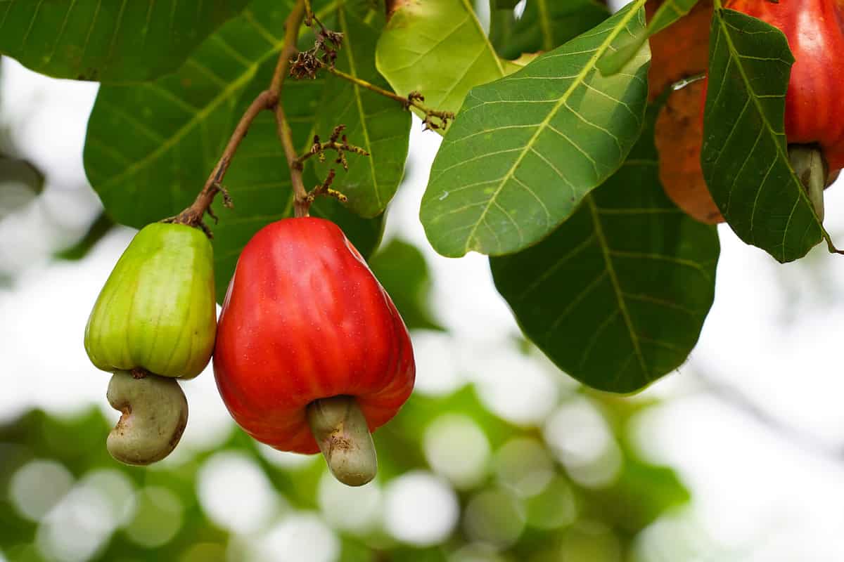 Cashew fruit. Cashew fruit (Anacardium occidentale) hanging on tree. Cashew nuts growing on a tree This extraordinary nut grows outside the fruit.