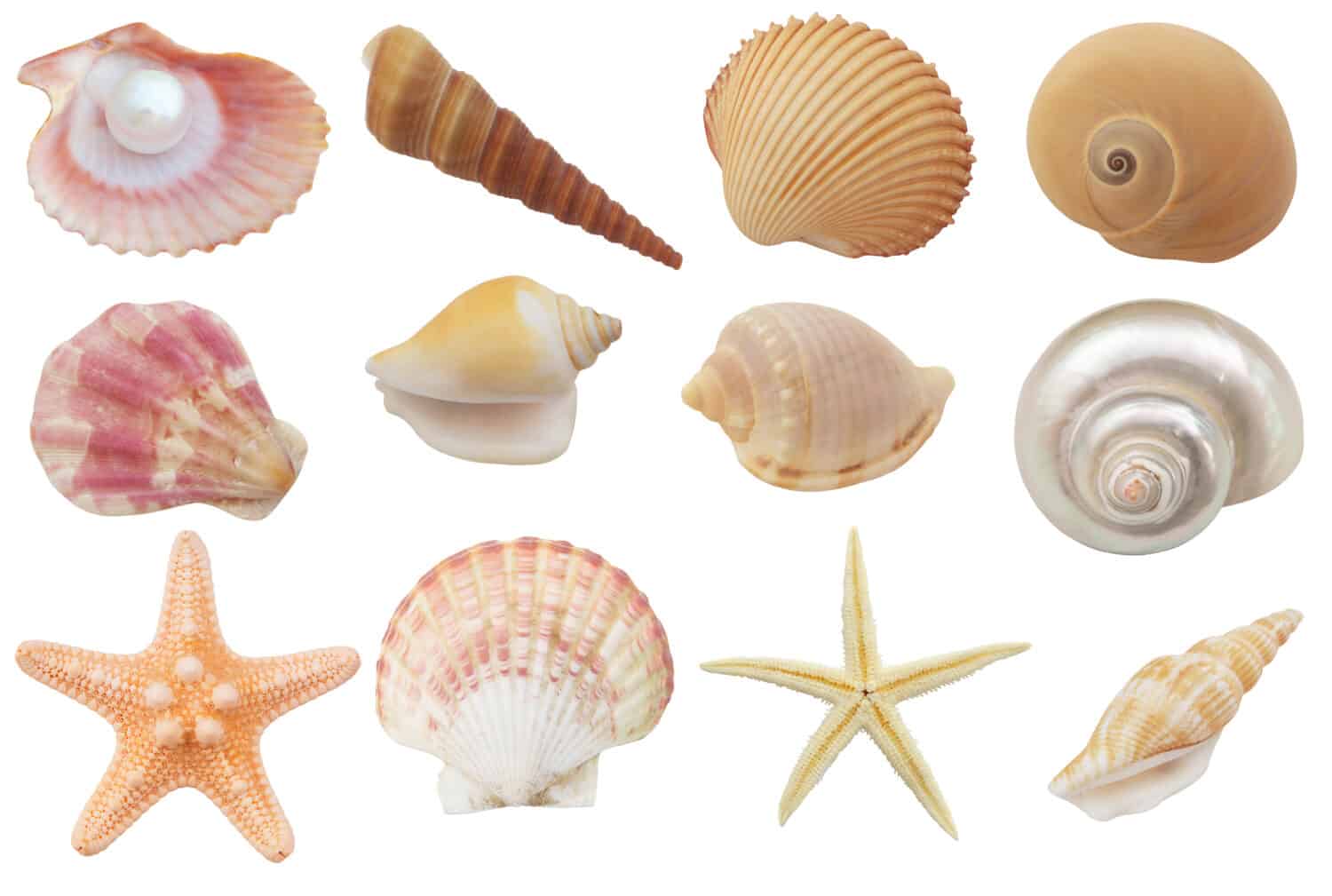Collection of seashells and starfish isolated on white background