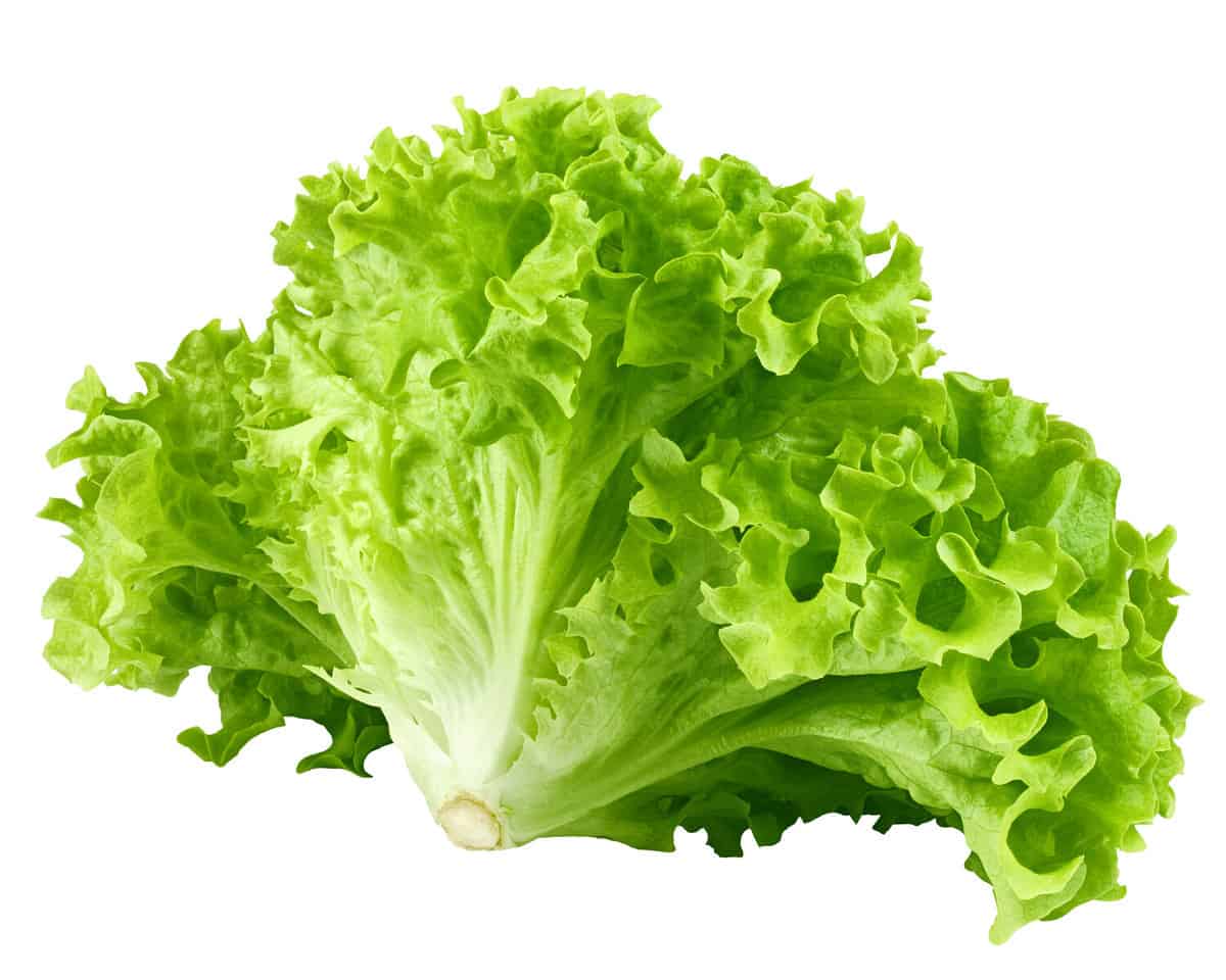 salad, lettuce, isolated on white background, clipping path, full depth of field