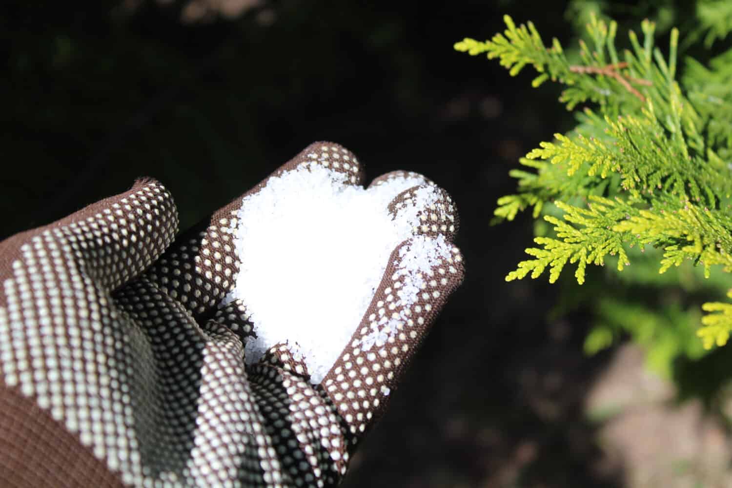 epsom salts in a hand with gloves