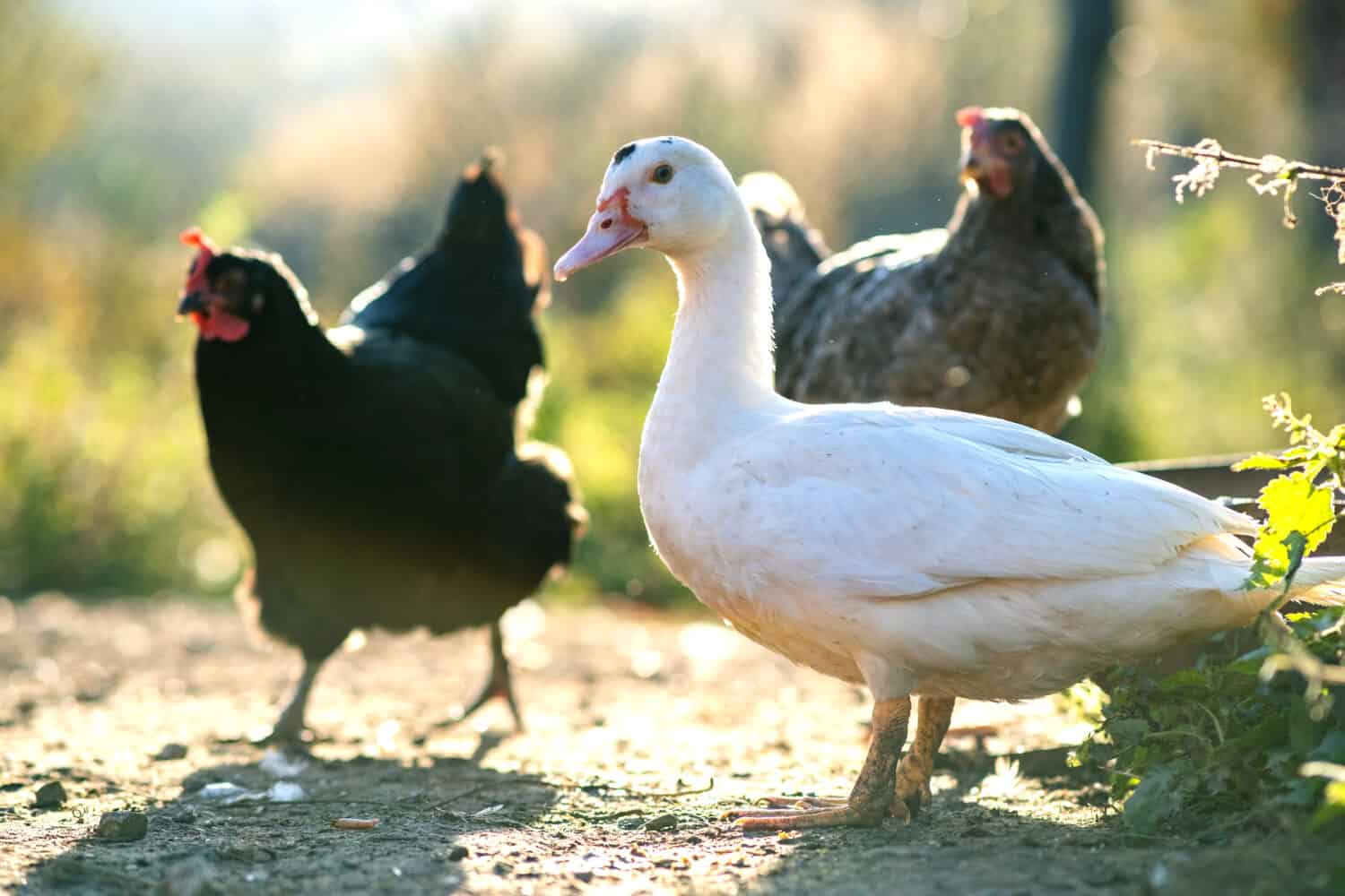 Ducks feed on traditional rural barnyard. Detail of a duck head. Close up of waterbird standing on barn yard. Free range poultry farming concept.