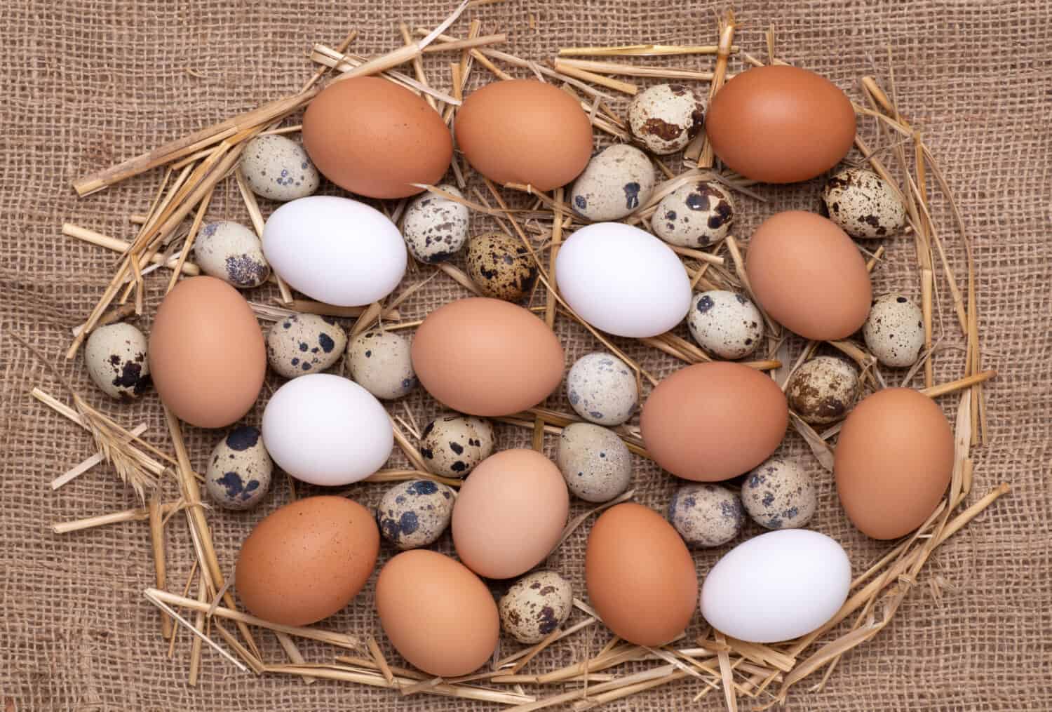 Fresh chicken brown and white eggs and quail eggs on burlap background, top view