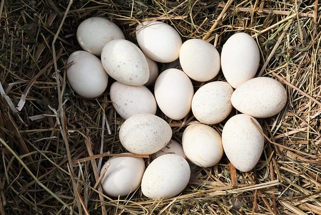 Pile of white turkey eggs in nest, top view