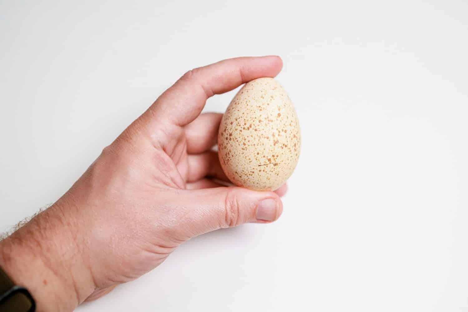 A person holding a Turkey Egg on their hand (no face) on a white background Large speckled egg (egg shells)