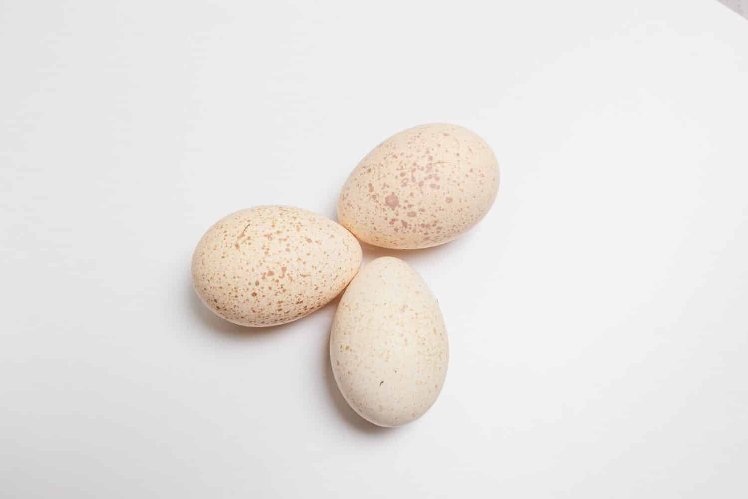 Fresh Turkey Eggs on a white background Large speckled eggs