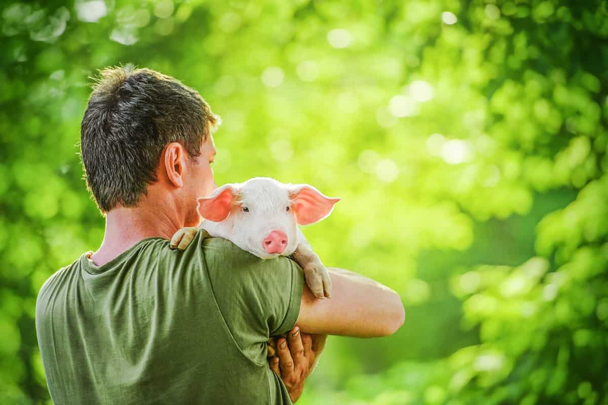 Happy young pig on mens hands, on a garden. Friendship humans and animals. Concept of love of nature, respect for the world and love for animals. Ecologic, biologic, vegan, vegetarian