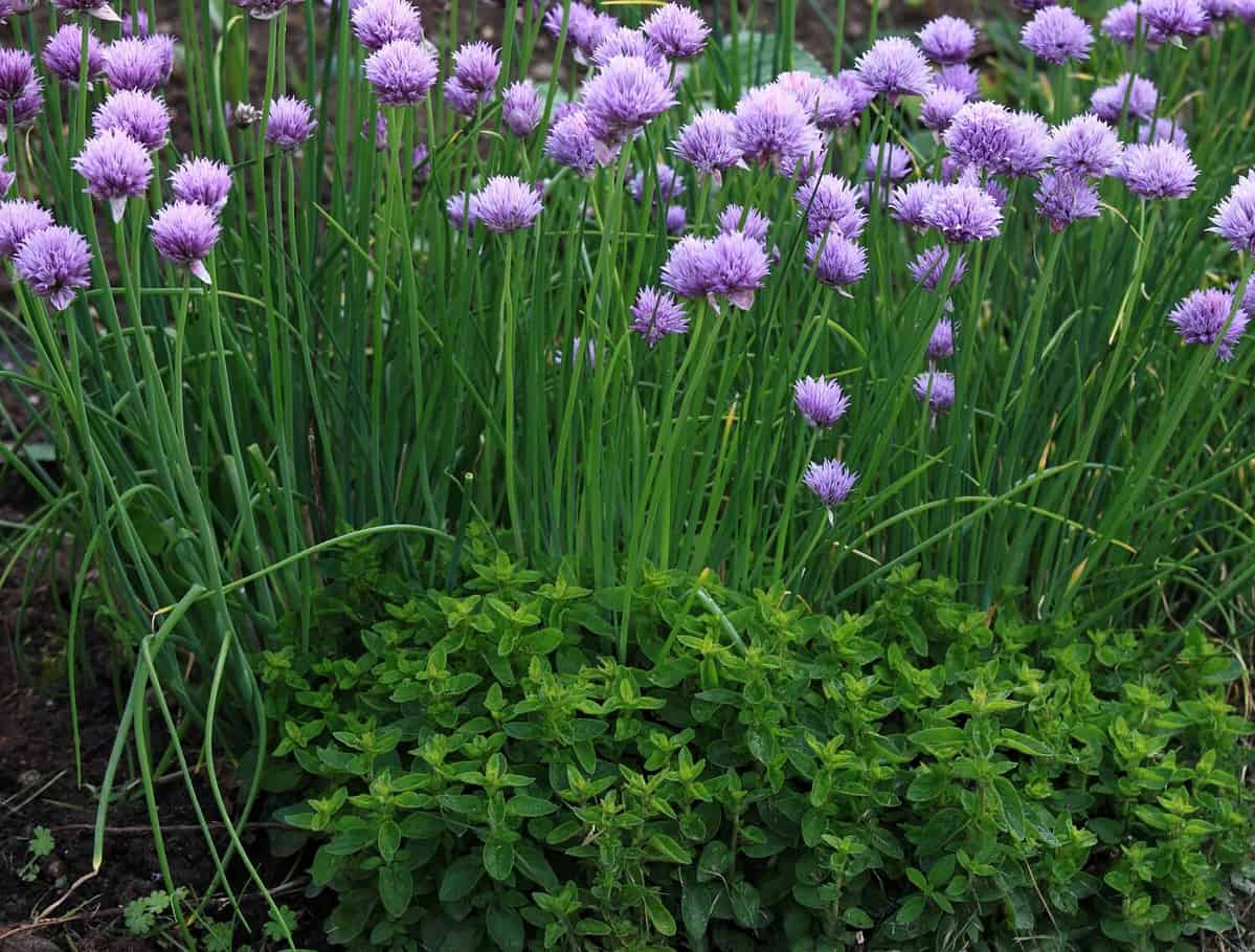 Flowering chives, lat. Allium schoenoprasum, oregano in permaculture garden. Ecological gardening combines different types of vegetable and flowers.