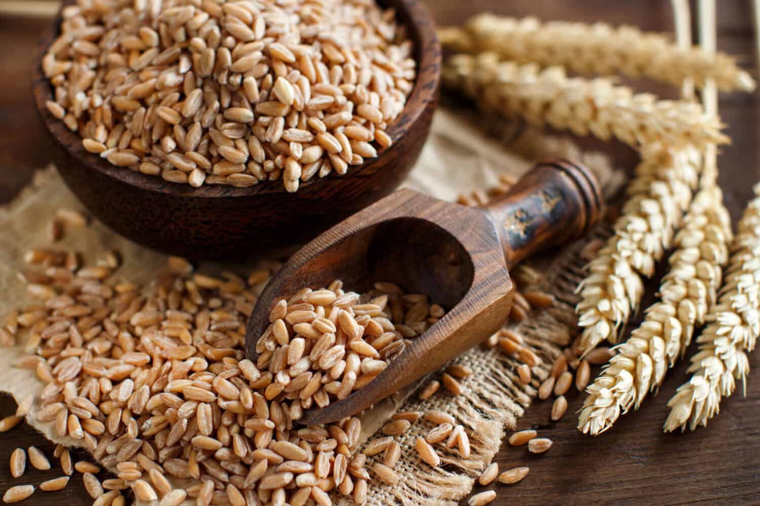 Uncooked whole spelt farro grain in a bowl with a wooden spoon 