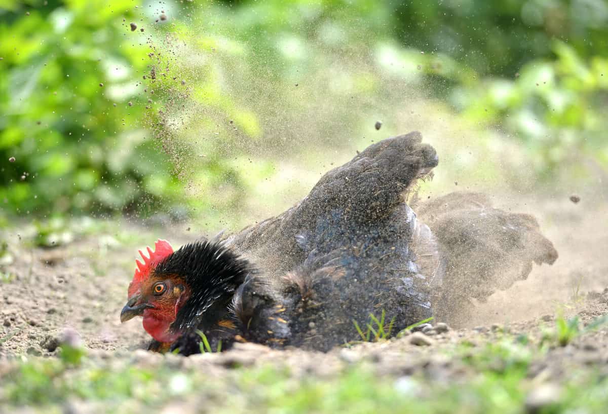 Domestic chicken having a dust bath to keep healthy