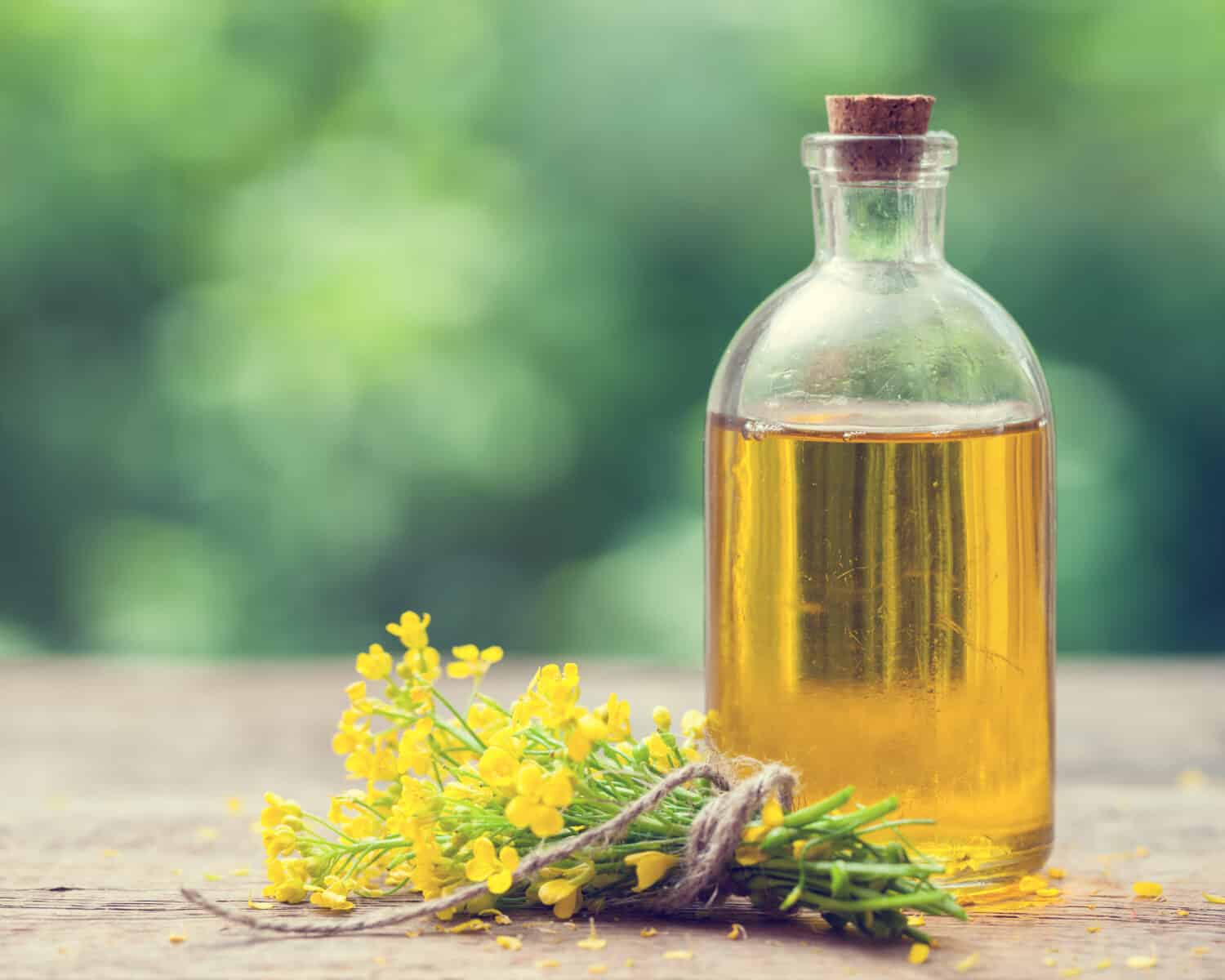 Bottle of rapeseed oil (canola) and rape flowers bunch on table outdoors