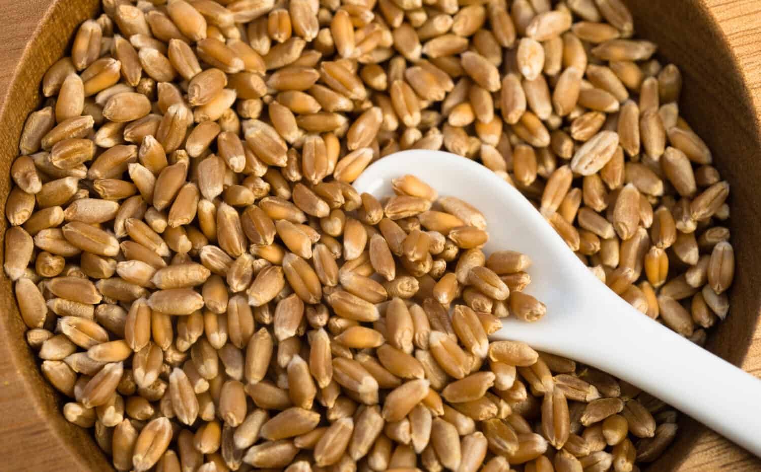 A bowl of Wheat berries, an alternative grain to Farro