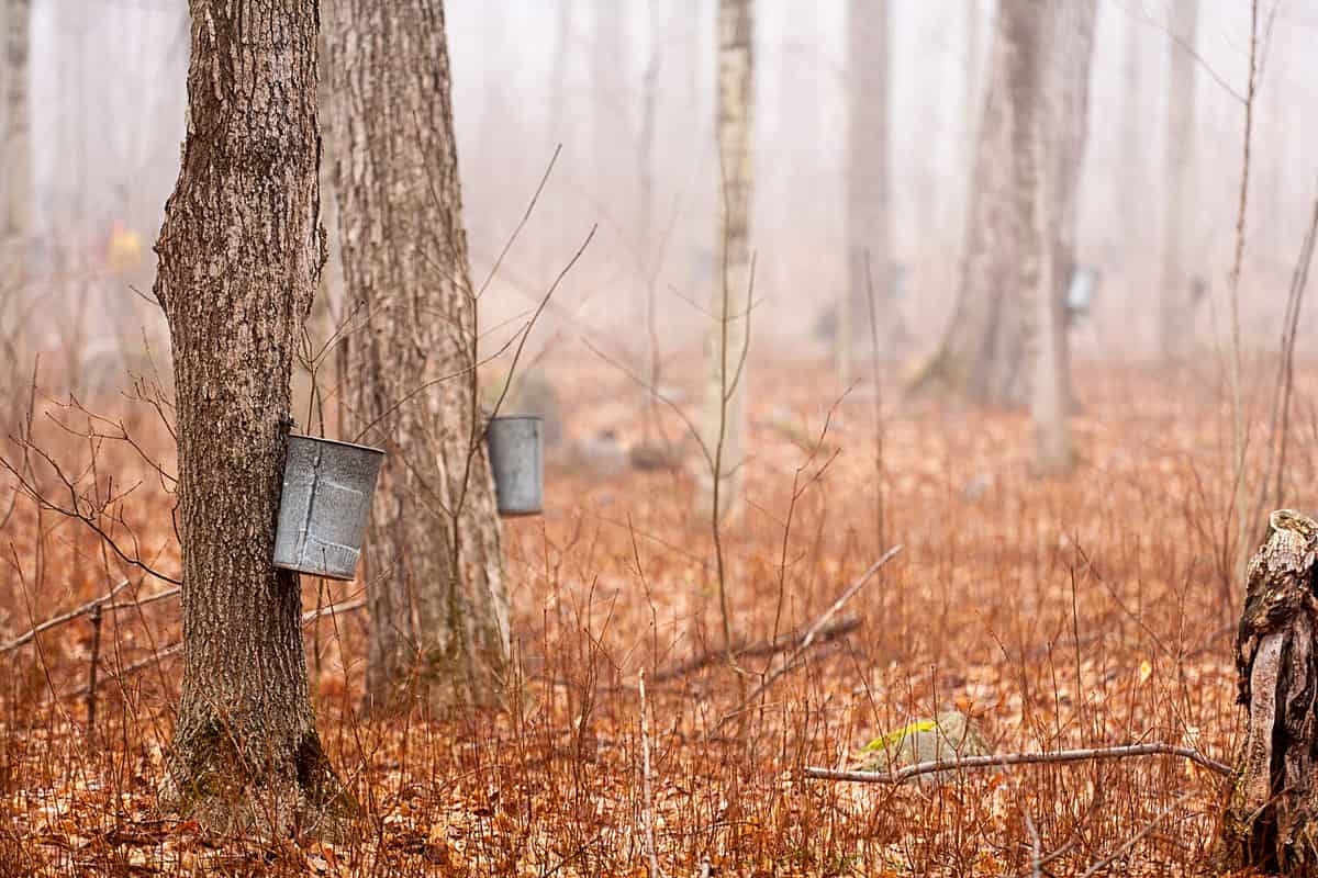 Tapping maple trees for sap to make maple syrup