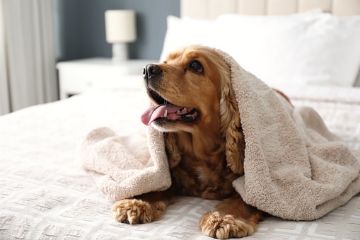 Cute English Cocker Spaniel covered with towel on bed indoors. Pet friendly hotel